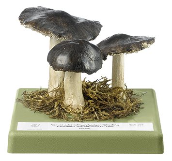 Tricholoma portentosum