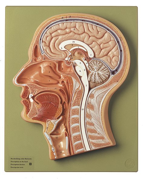 Median Section of the Head