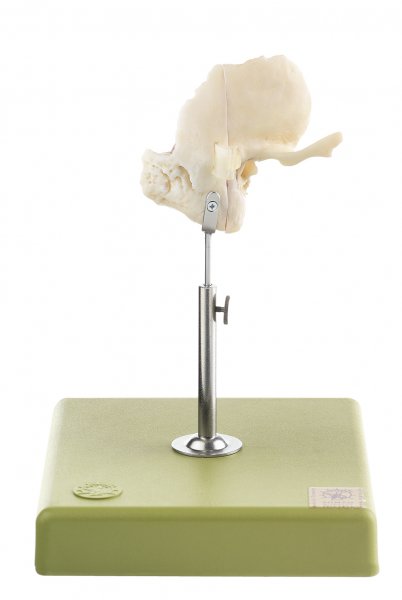Artificial Temporal Bone