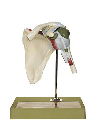 Shoulder Joint