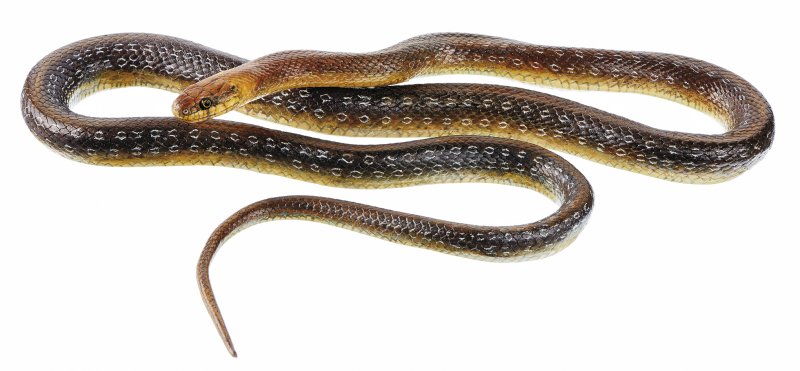 Aesculapian Snake