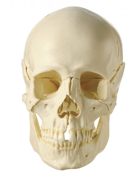 14-Part Model of the Skull