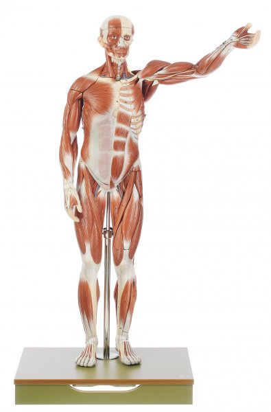 Modèle de musculature, mannequin masculin