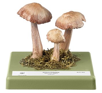 Lilac Bonnet Mushroom