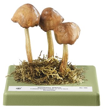 Spindleshank Mushroom