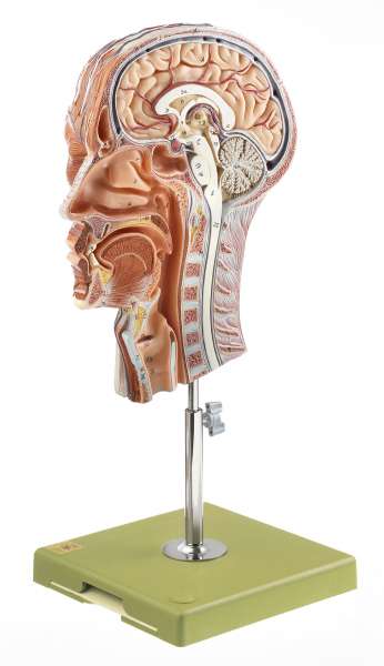 Anatomy models | SOMSO®