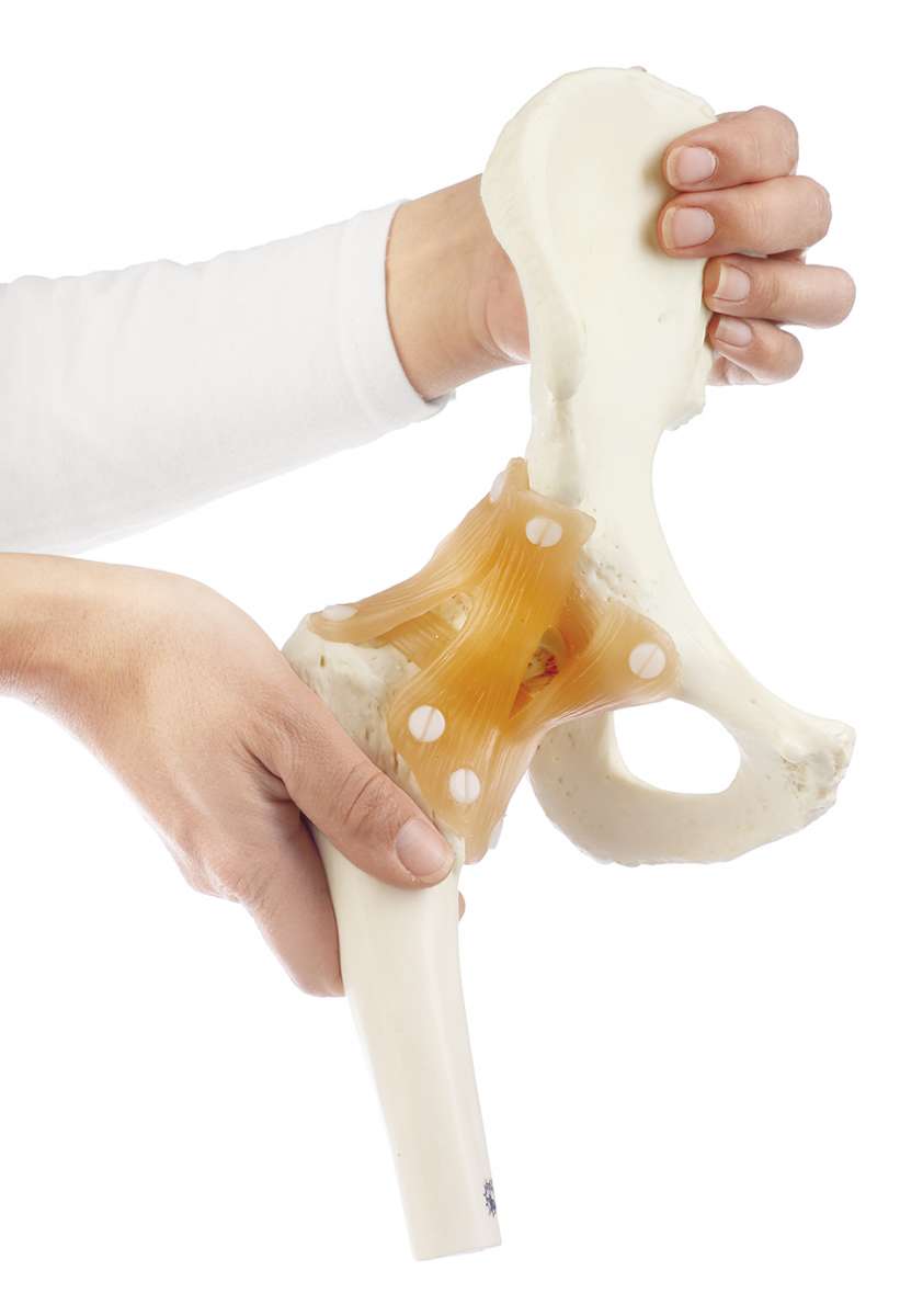 Functional Model of the Hip Joint (NS 51) · Anatomy models