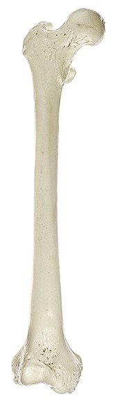 Osso dell'anca (Femur)