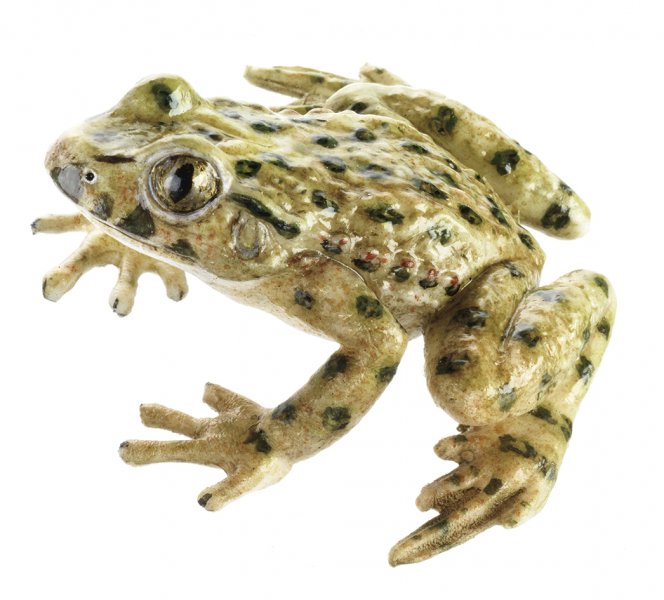 Common Parsley Frog