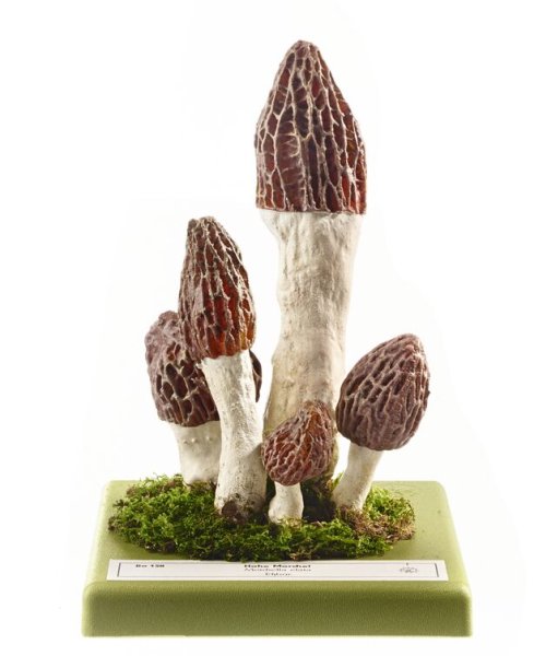 Morchella elata