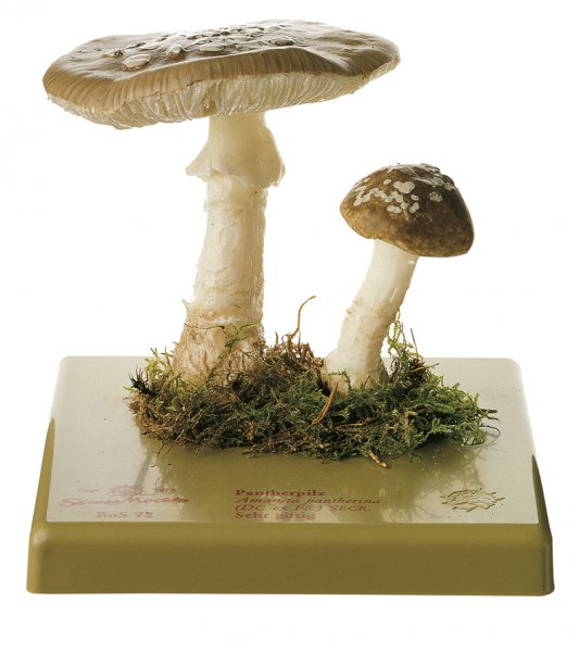 Amanita pantera