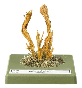 Calocera viscosa