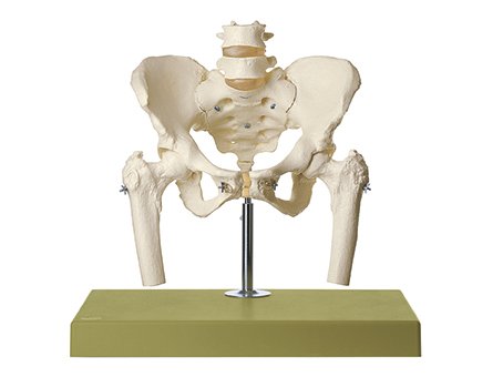 Esqueleto de pelvis femenina