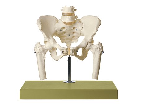 Skeleton of Female Pelvis