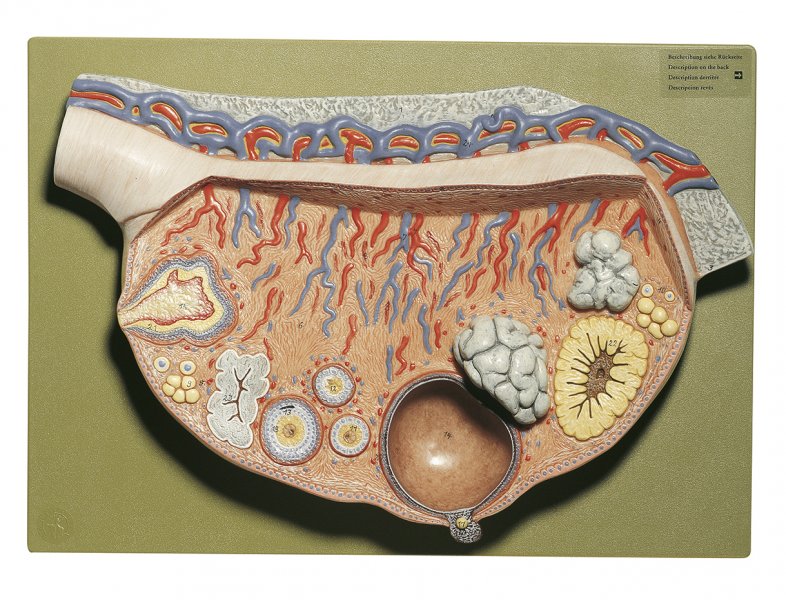 Relief Model of the Ovary