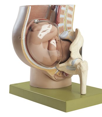 Pelvis con útero en el noveno mes de gestación