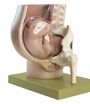 Pelvis with Uterus in Ninth Month of Pregnancy