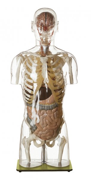 Modelo vascular del torso transparente con cabeza