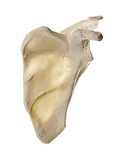 Scapula