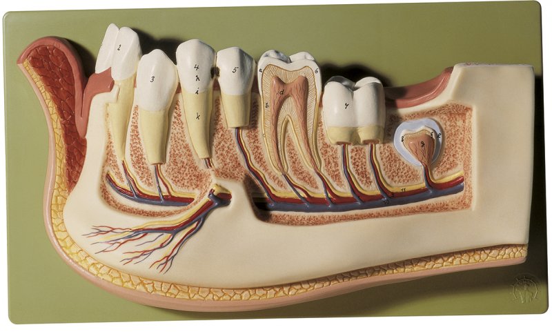 Lower Jaw of a 12-Year-Old