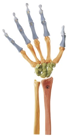 Skeleton of the Hand, Right