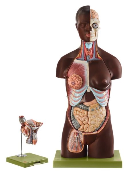 Modelo de torso con cabeza y órganos genitales intercambiables