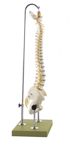 Columna vertebral con pelvis