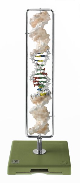 DNA-Doppelhelix (Typ B-DNA)
