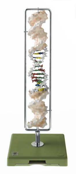 DNA Double Helix (Type B-DNA)