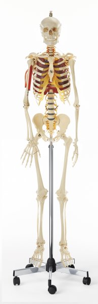Modèle de squelette humain