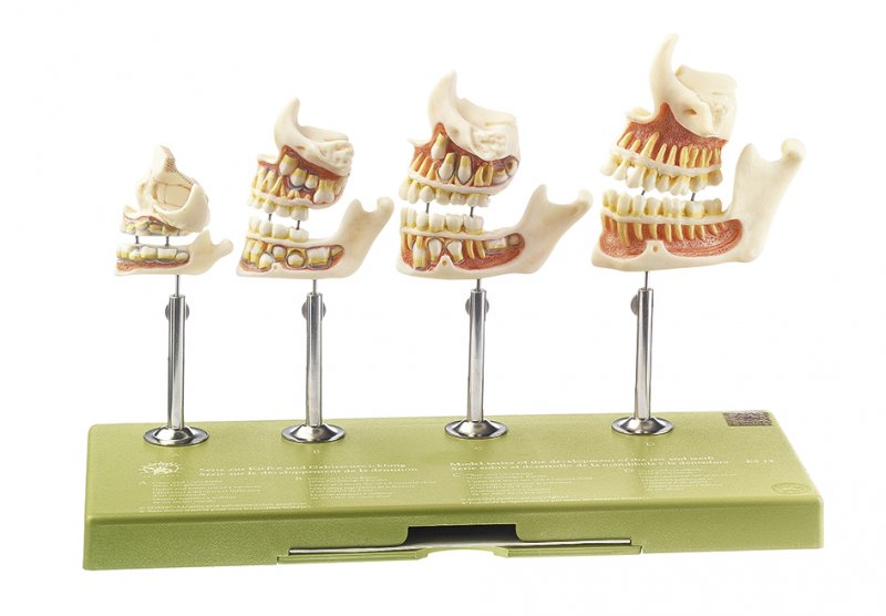 Development of a Set of Teeth