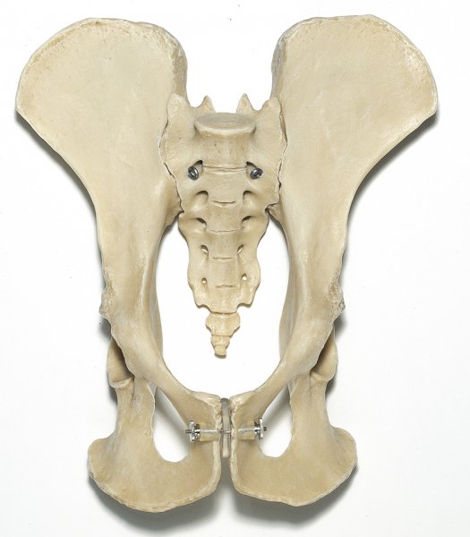 Esqueleto de pelvis de chimpancé