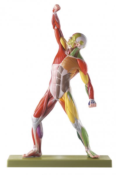 Figura muscular masculina con codificación cromática para la identificación de los nervios y músculos