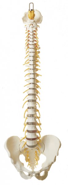 Columna vertebral con pelvis