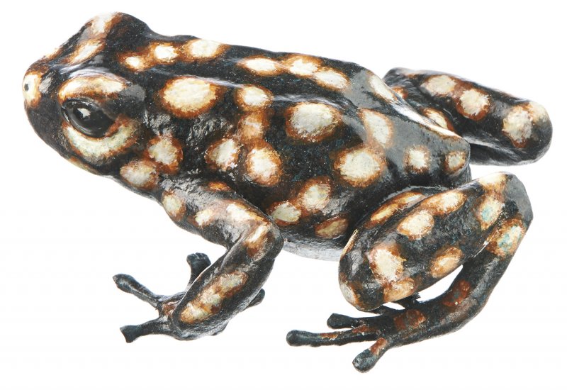 Dendrobate doré