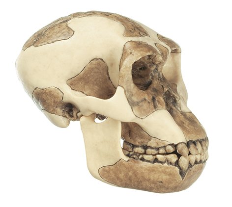 Reconstrucción de cráneo de Homo habilis (O.H. 24)