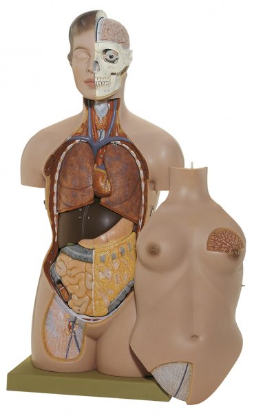 Torso femenino con cabeza