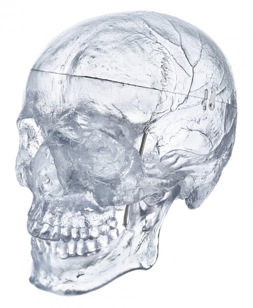 Künstlicher Homo-Schädel, transparent