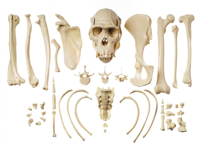 Colección de huesos característicos del chimpancé