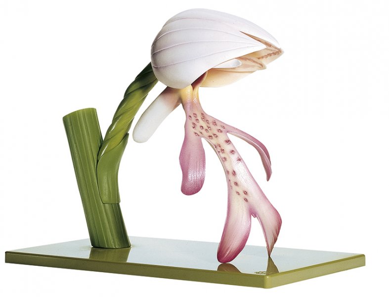 Orquídea soldado, flor