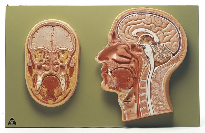 Coupes médiane et frontale de la tête
