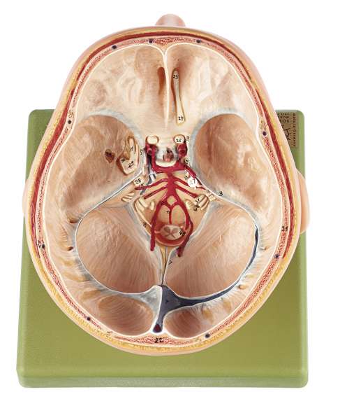 頭部模型 somso社製 Base of the Head