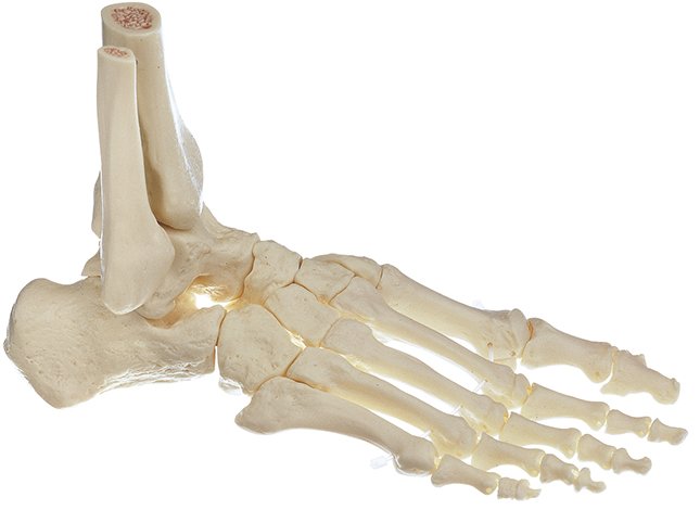 Esqueleto del pie, derecho (articulaciones móviles)