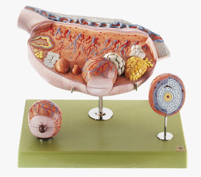 Model of the Ovary