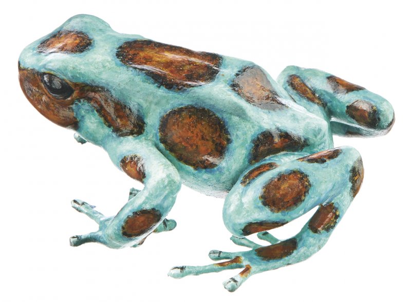 Dendrobates auratus