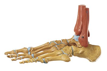 Esqueleto del pie, derecho (rígido)