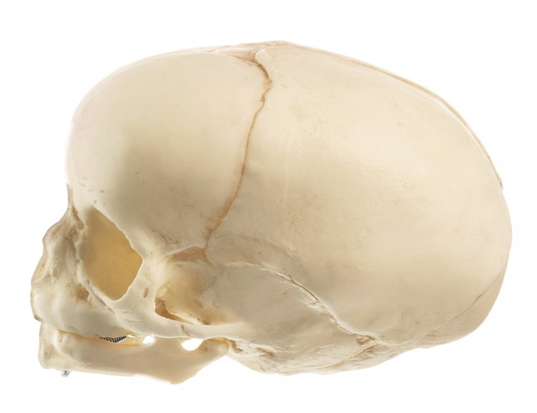 Artificial Skull of a Fetus