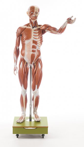 Male Muscle Figure