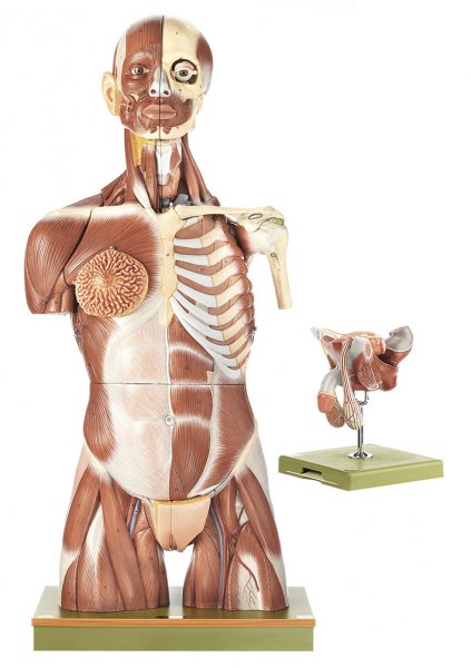 Torso muscolare con testa e organi genitali intercambiabili