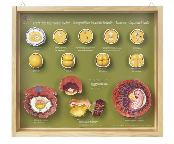 Human Development up to the Embryo at the End of the 1st Month Shown by 13 individual models